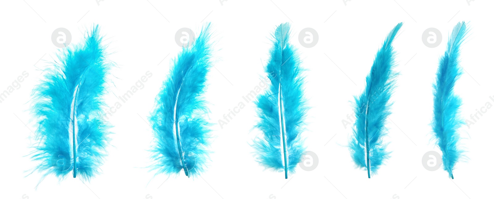 Image of Beautiful light blue feathers isolated on white, set