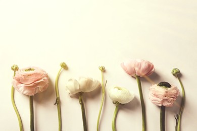 Image of Beautiful ranunculus flowers on beige background, flat lay. Space for text