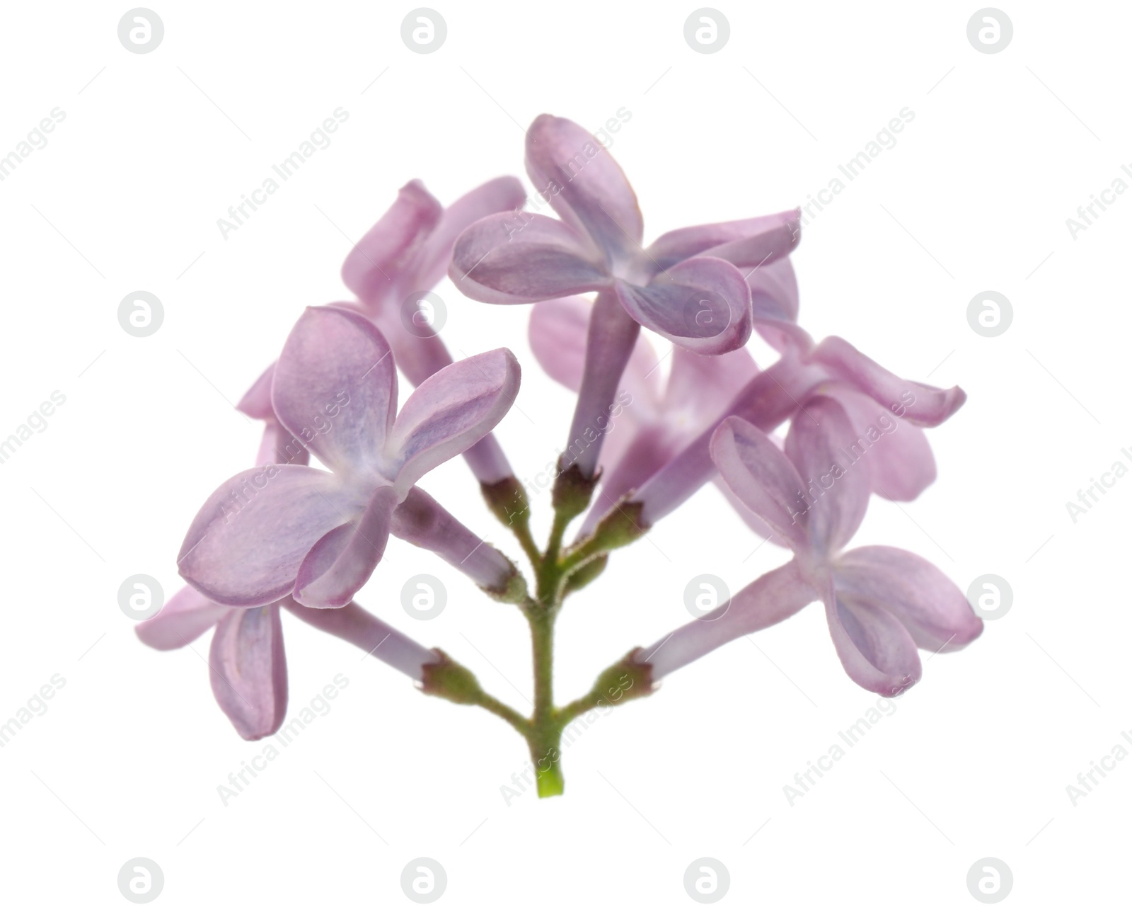 Photo of Beautiful violet lilac blossom isolated on white