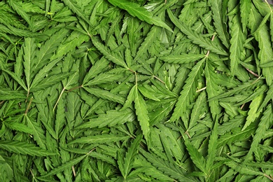 Photo of Fresh green hemp leaves as background, top view