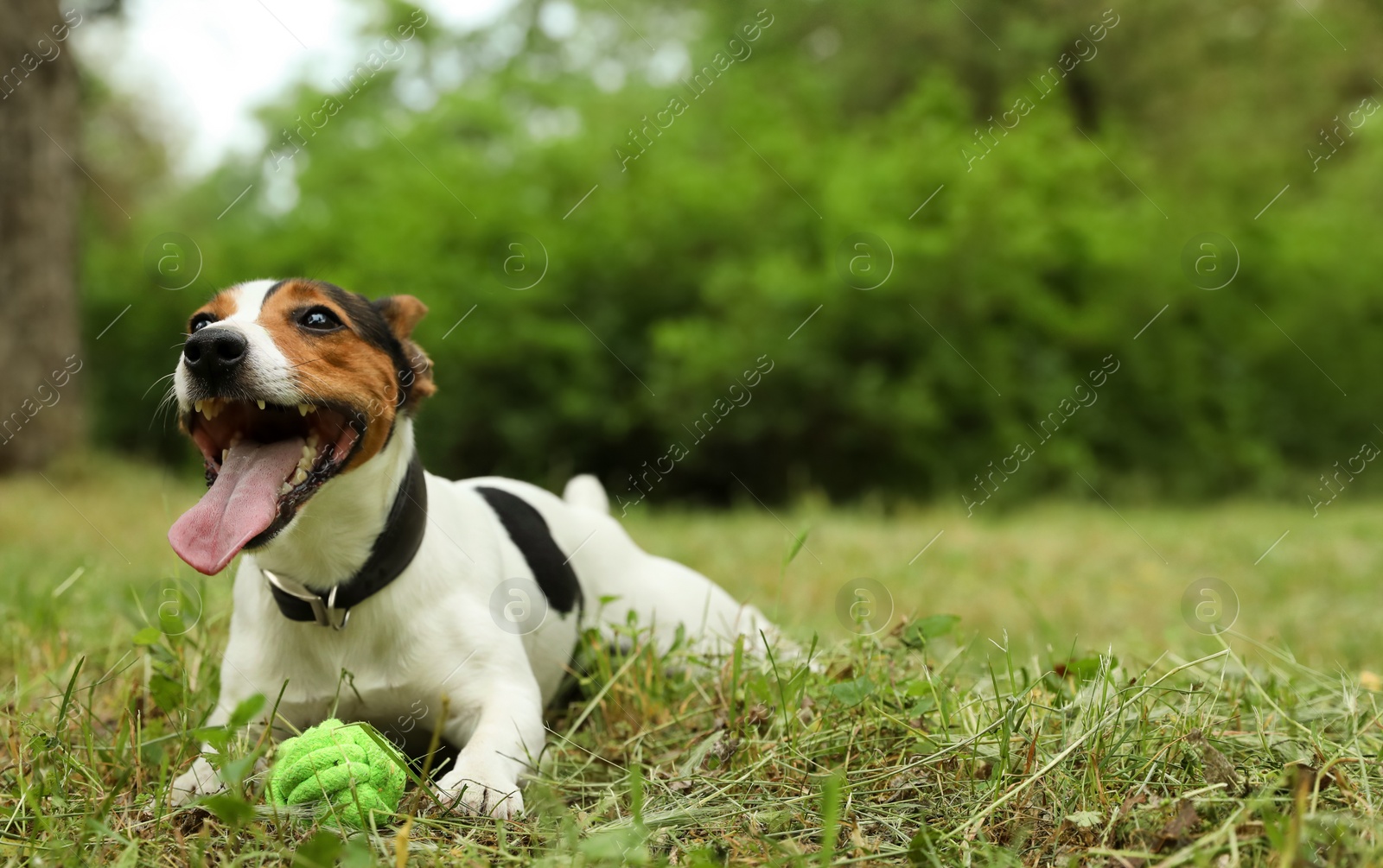 Photo of Adorable Jack Russell Terrier playing with dog toy in park