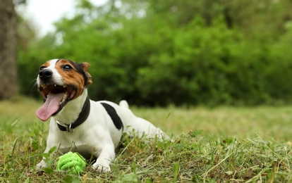 Photo of Adorable Jack Russell Terrier playing with dog toy in park