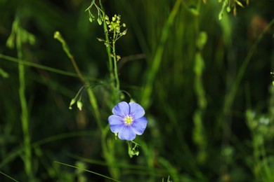 Photo of Beautiful blooming flax plant in meadow, space for text