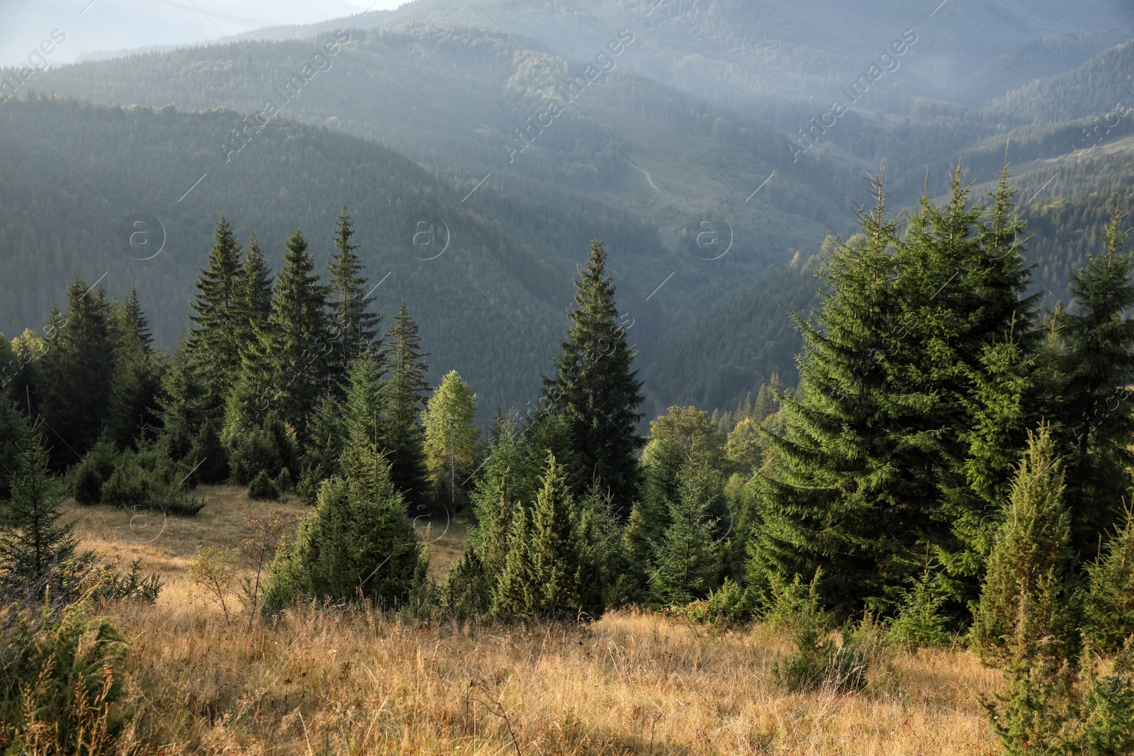 Photo of Beautiful view of mountain landscape with forest on sunny day