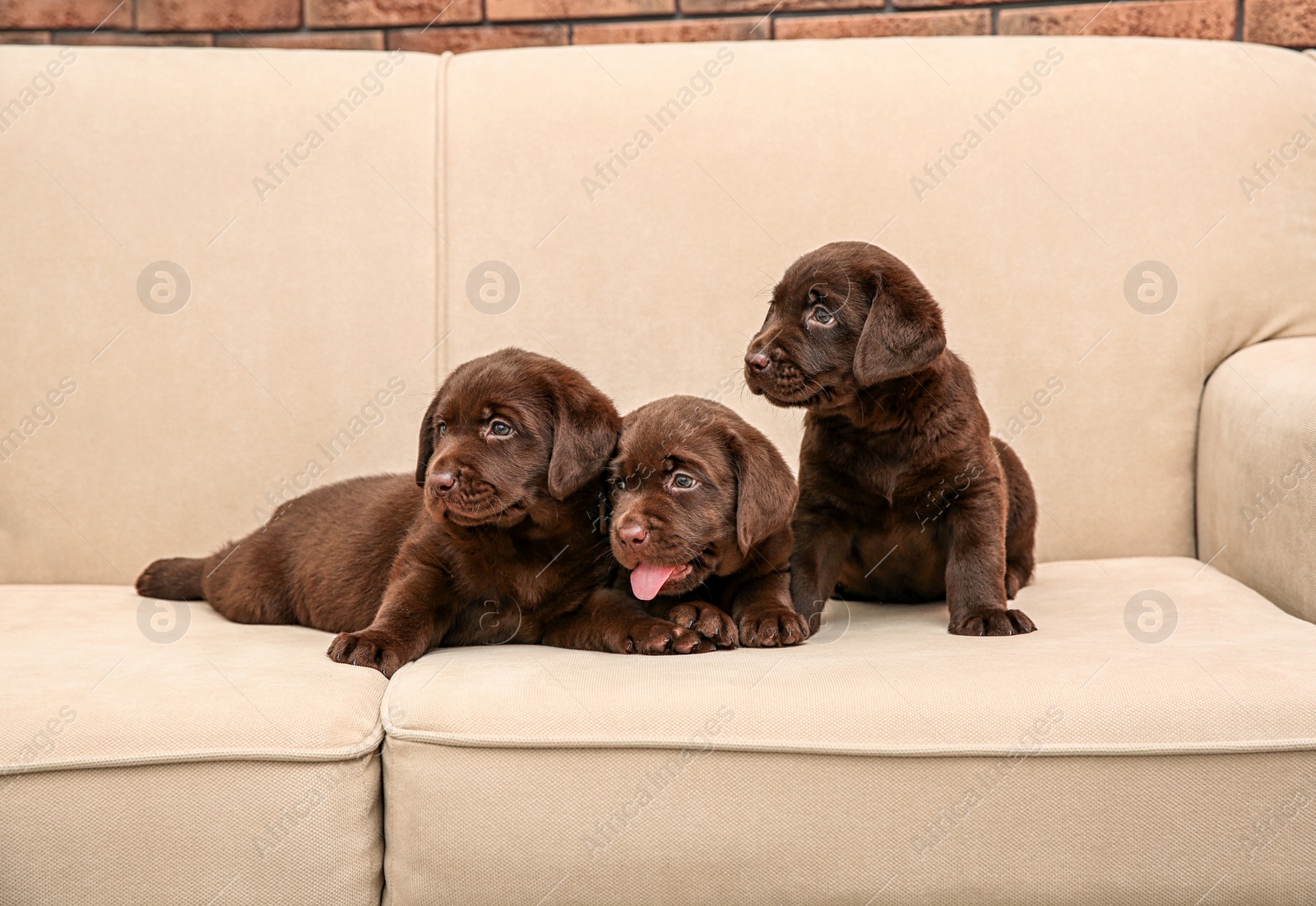 Photo of Chocolate Labrador Retriever puppies on soft sofa