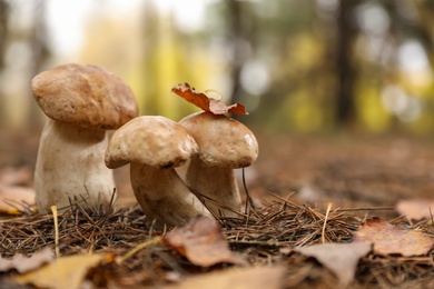 Photo of Wild mushrooms growing in autumn forest. Space for text