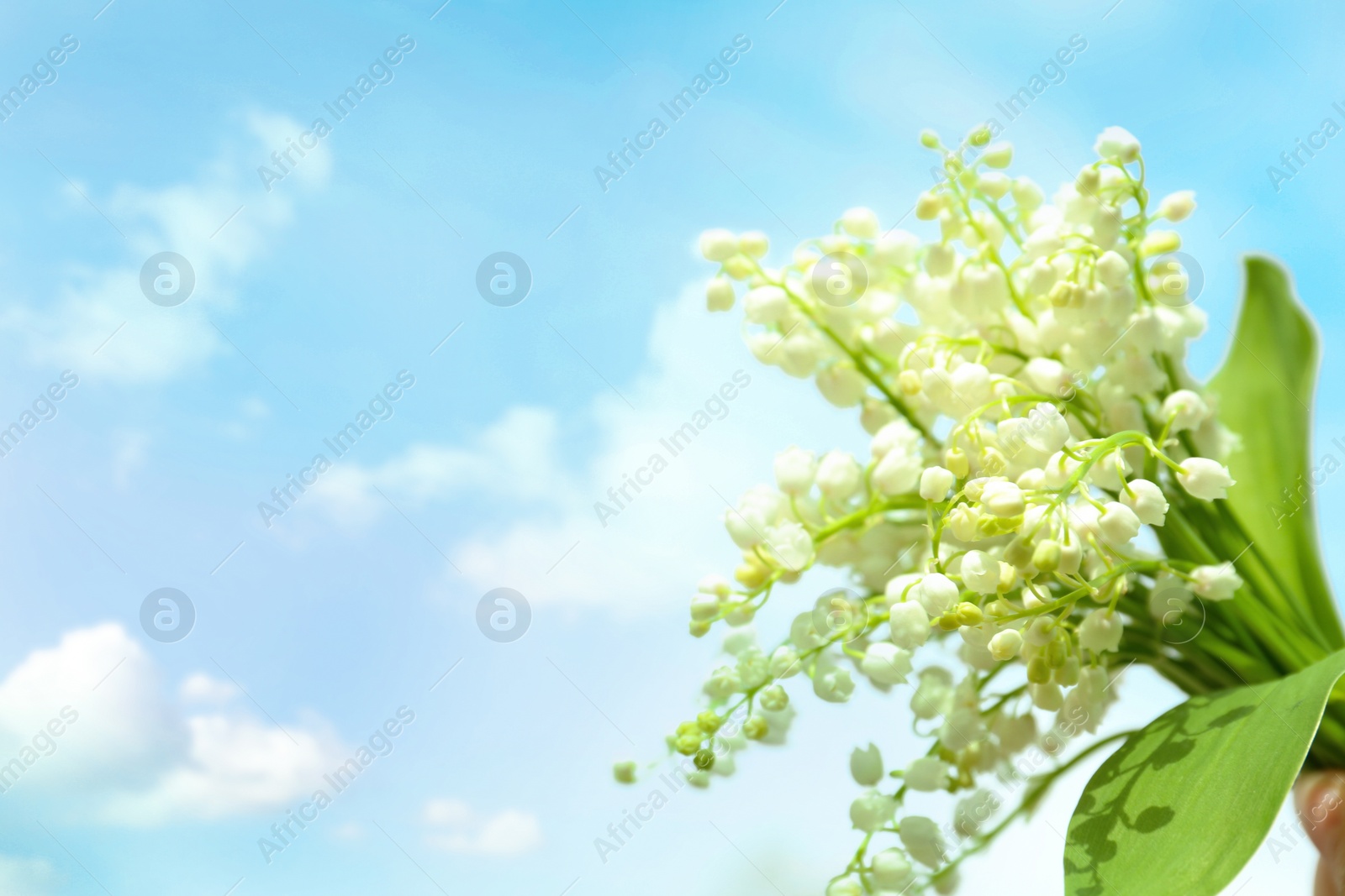 Photo of Beautiful lily of the valley flowers on light background. Space for text