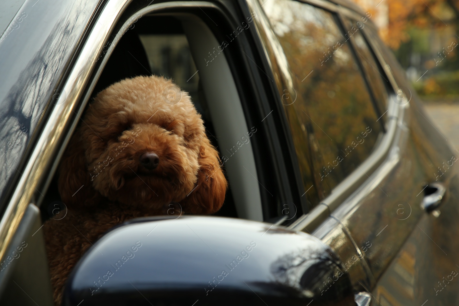 Photo of Cute dog inside black car, view from outside