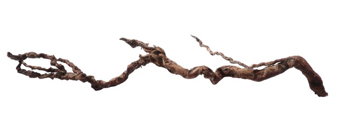 Photo of Old dry tree branch isolated on white, top view