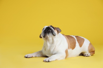 Adorable funny English bulldog on yellow background