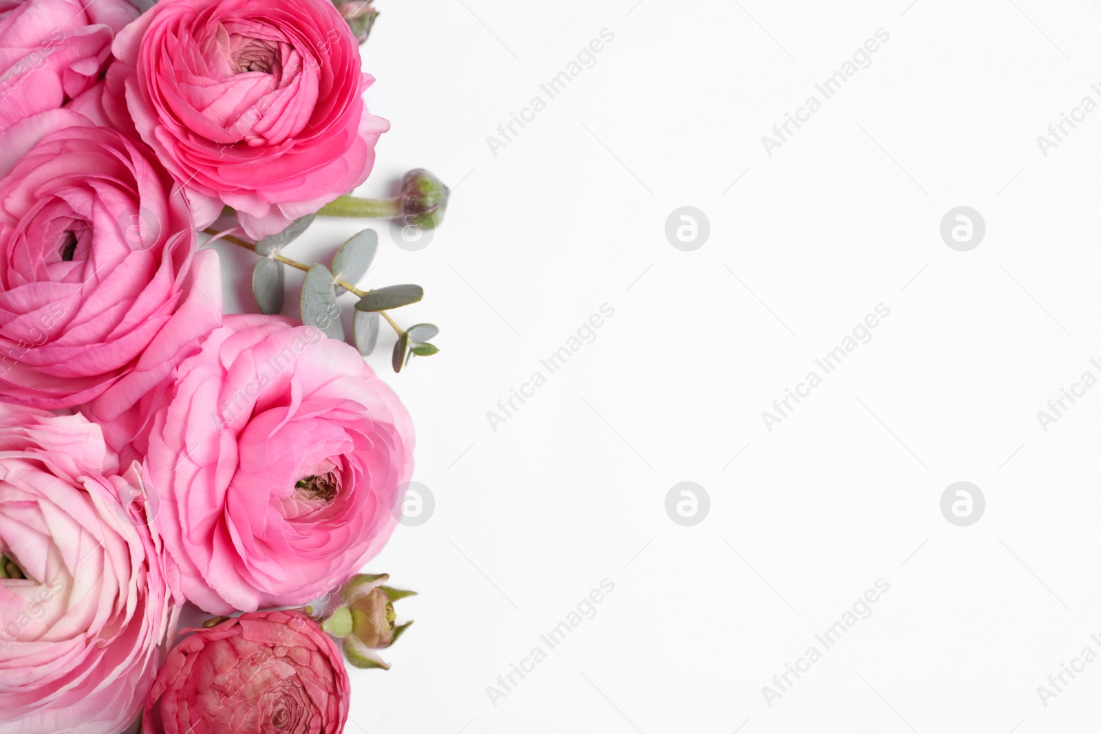 Photo of Beautiful ranunculus flowers on white background, top view