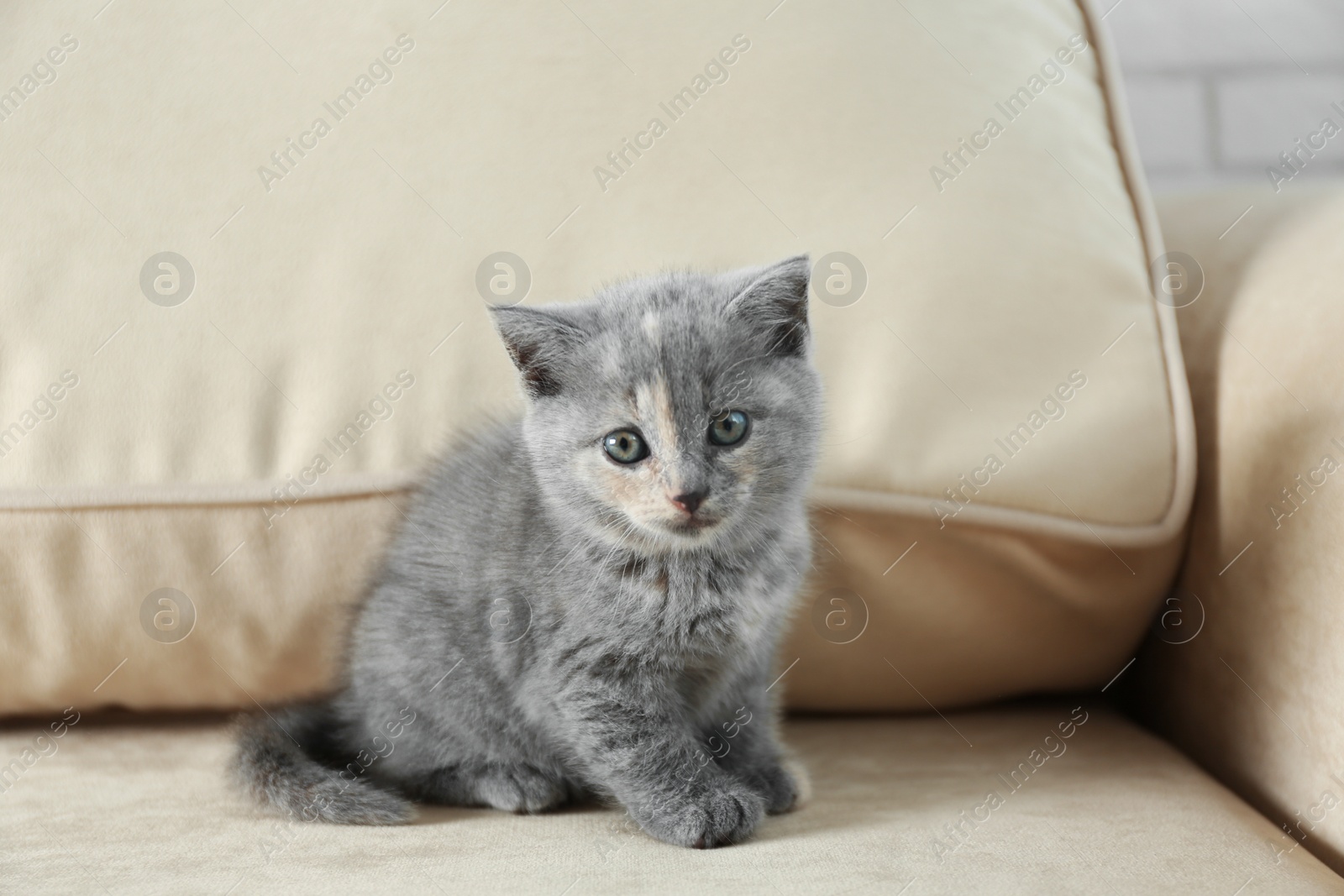 Photo of Cute British Shorthair kitten on beige sofa. Baby animal