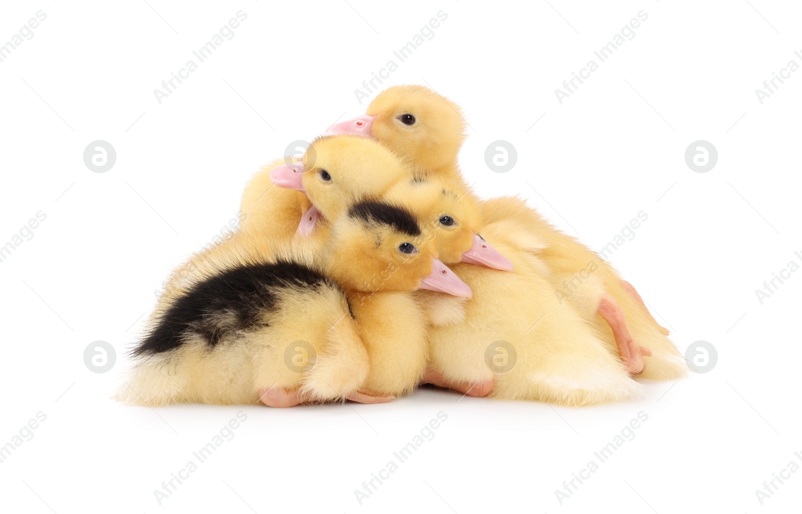 Photo of Baby animals. Cute fluffy ducklings on white background