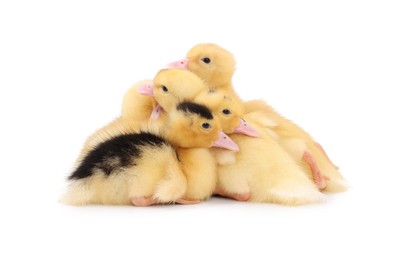 Baby animals. Cute fluffy ducklings on white background