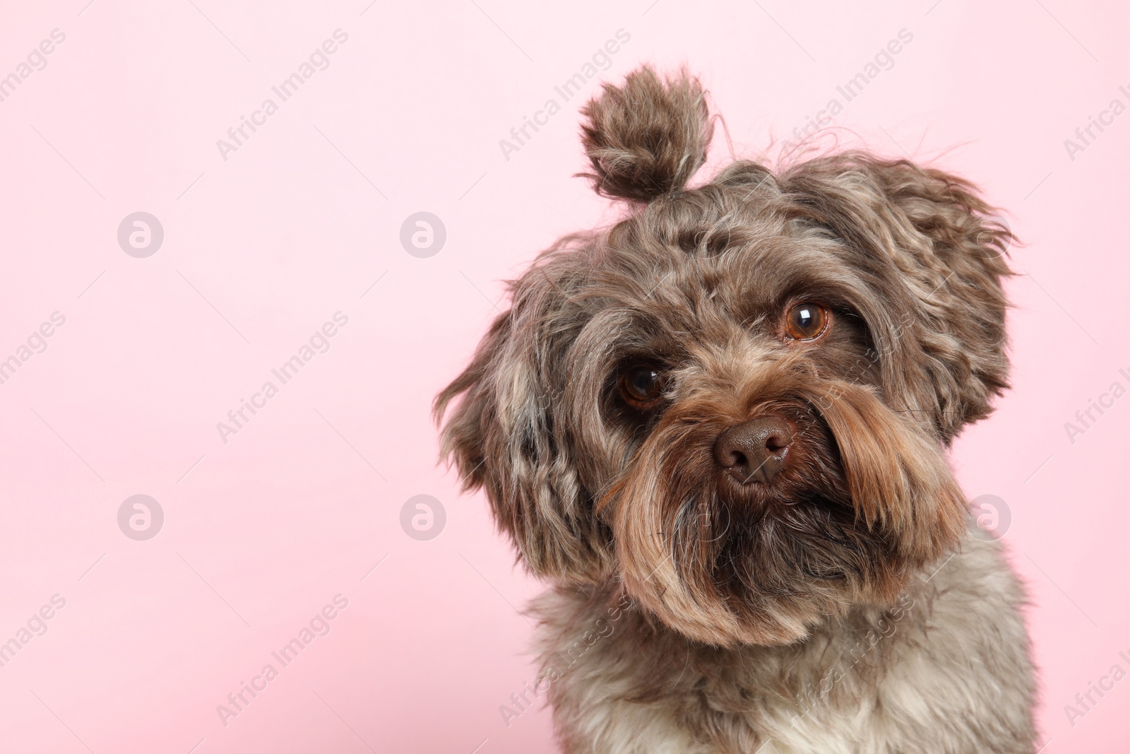 Photo of Cute Maltipoo dog on pink background, space for text. Lovely pet