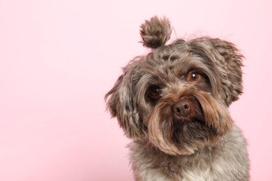 Cute Maltipoo dog on pink background, space for text. Lovely pet