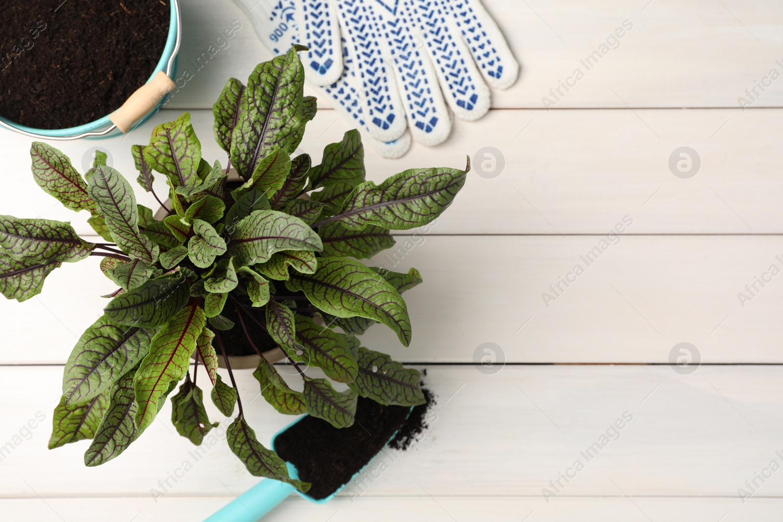 Photo of Potted sorrel plant and gardening tools on white wooden table, flat lay. Space for text