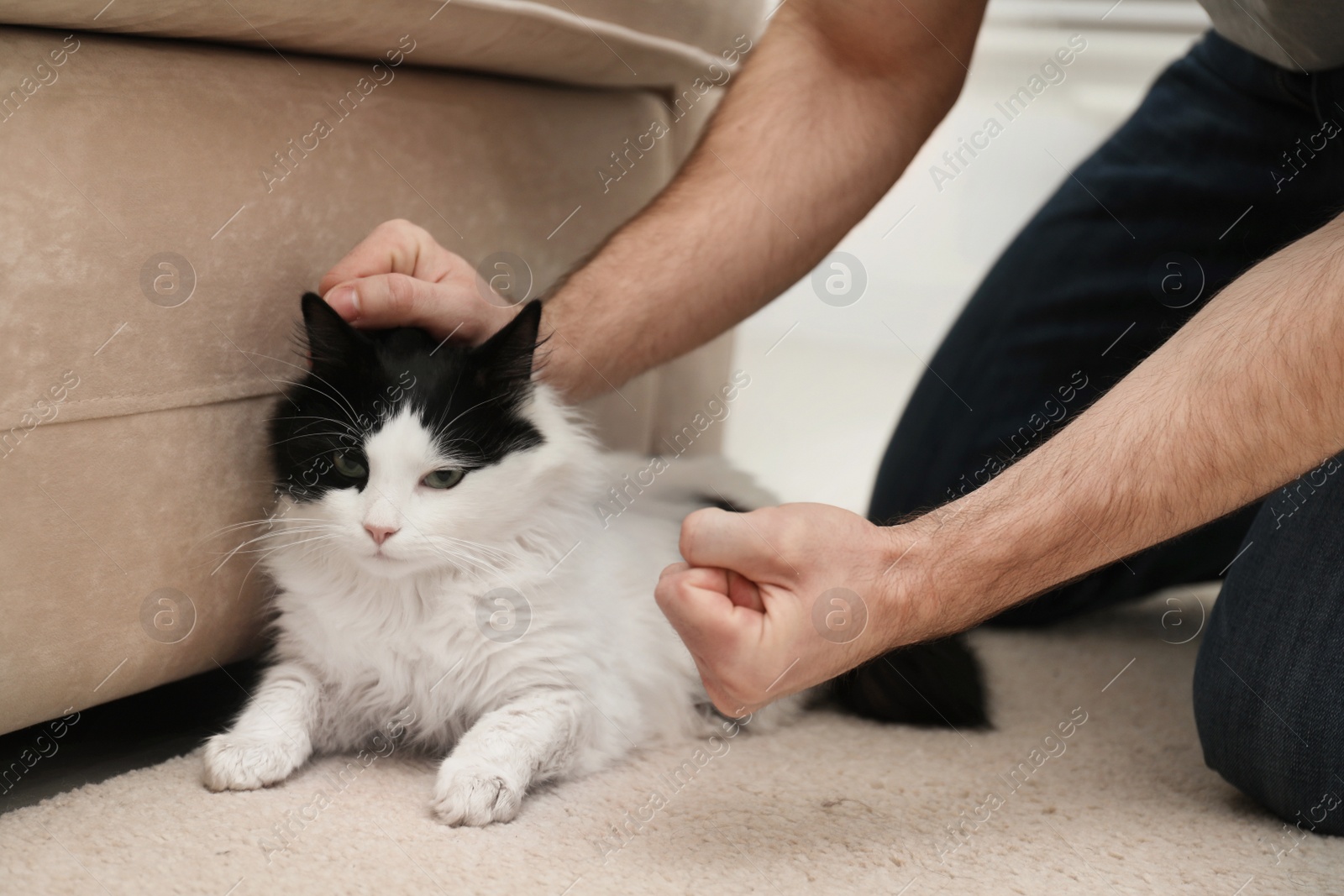 Photo of Man beating cat at home, closeup of hands. Domestic violence against pets