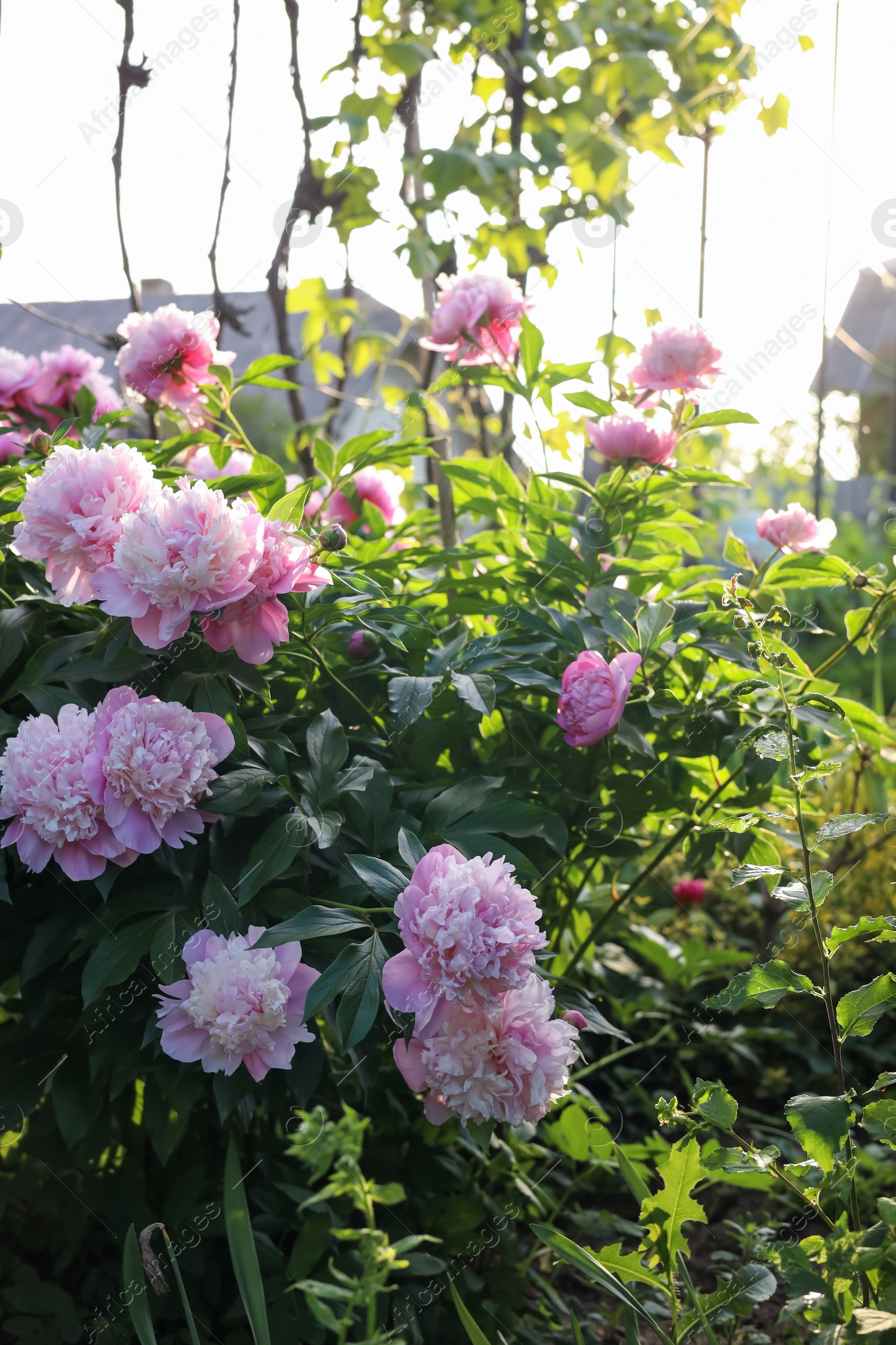 Photo of Blooming peony plant with beautiful pink flowers outdoors