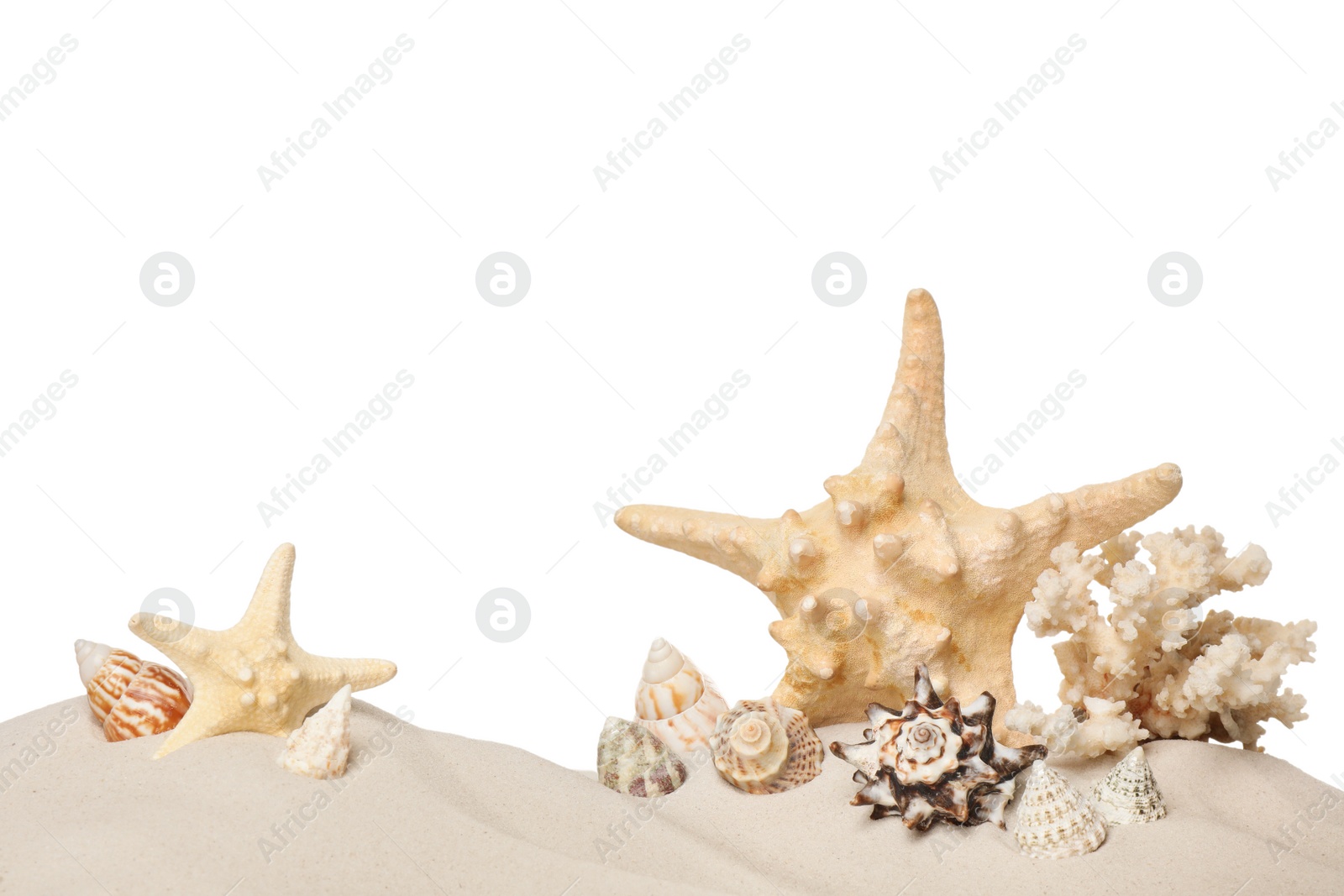 Photo of Beautiful starfishes, coral and sea shells in sand on white background