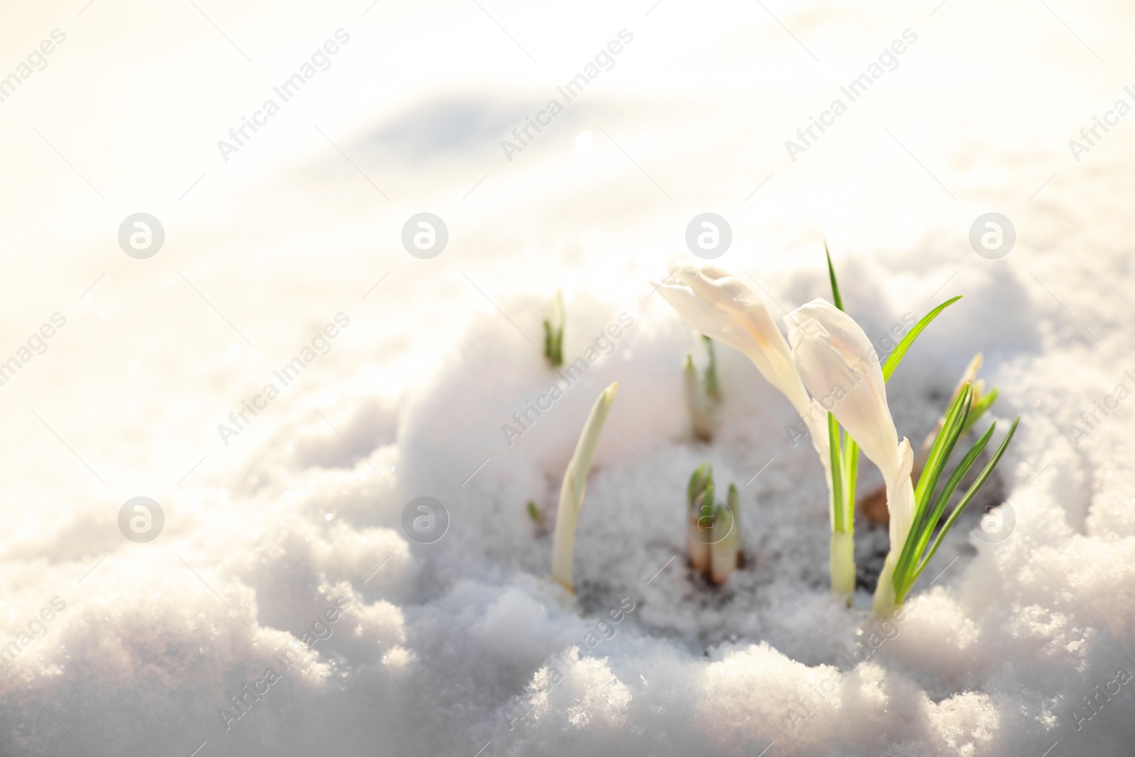 Photo of Beautiful crocuses growing through snow, space for text. First spring flowers