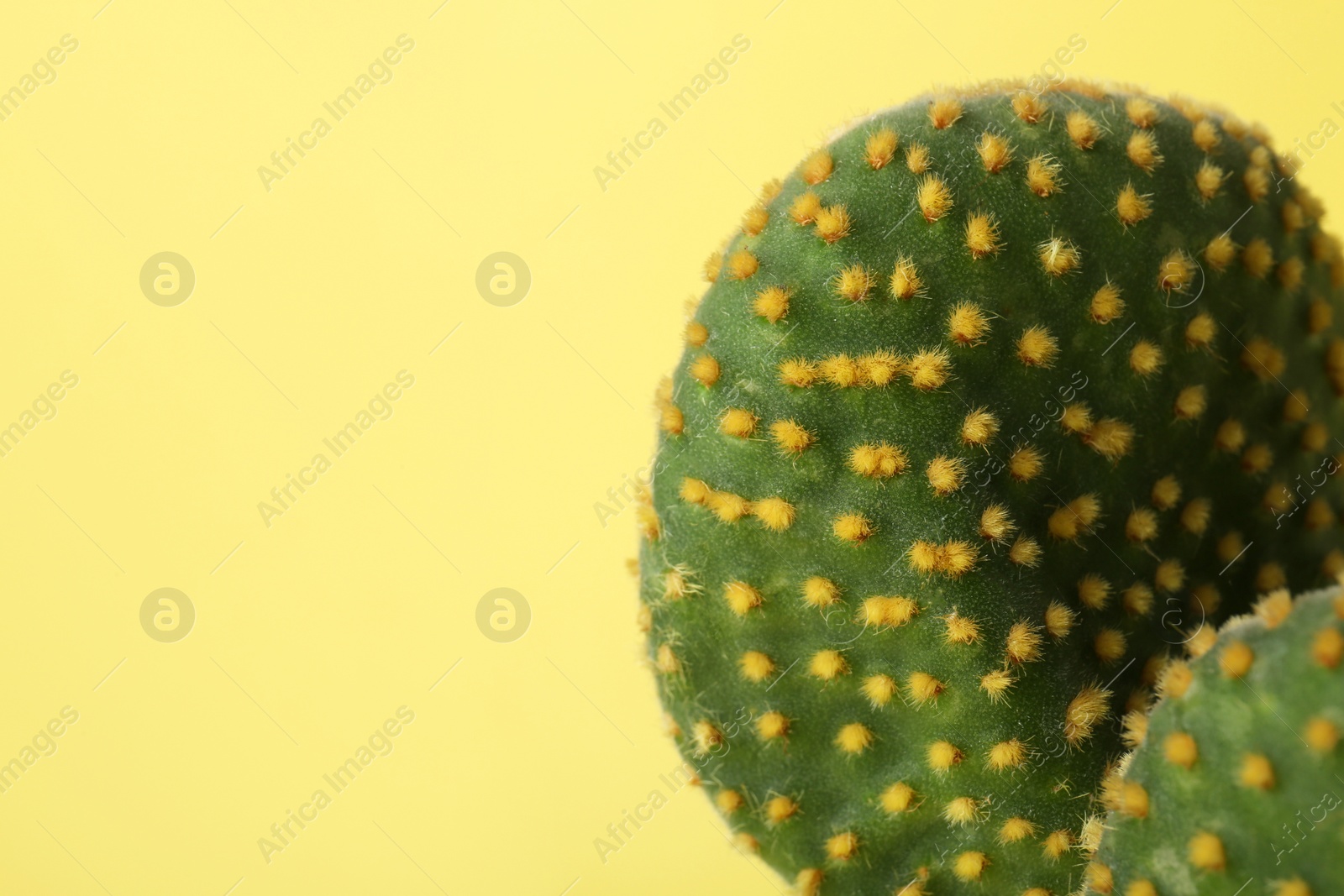 Photo of Beautiful green Opuntia cactus on yellow background, closeup. Space for text