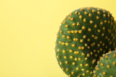 Photo of Beautiful green Opuntia cactus on yellow background, closeup. Space for text