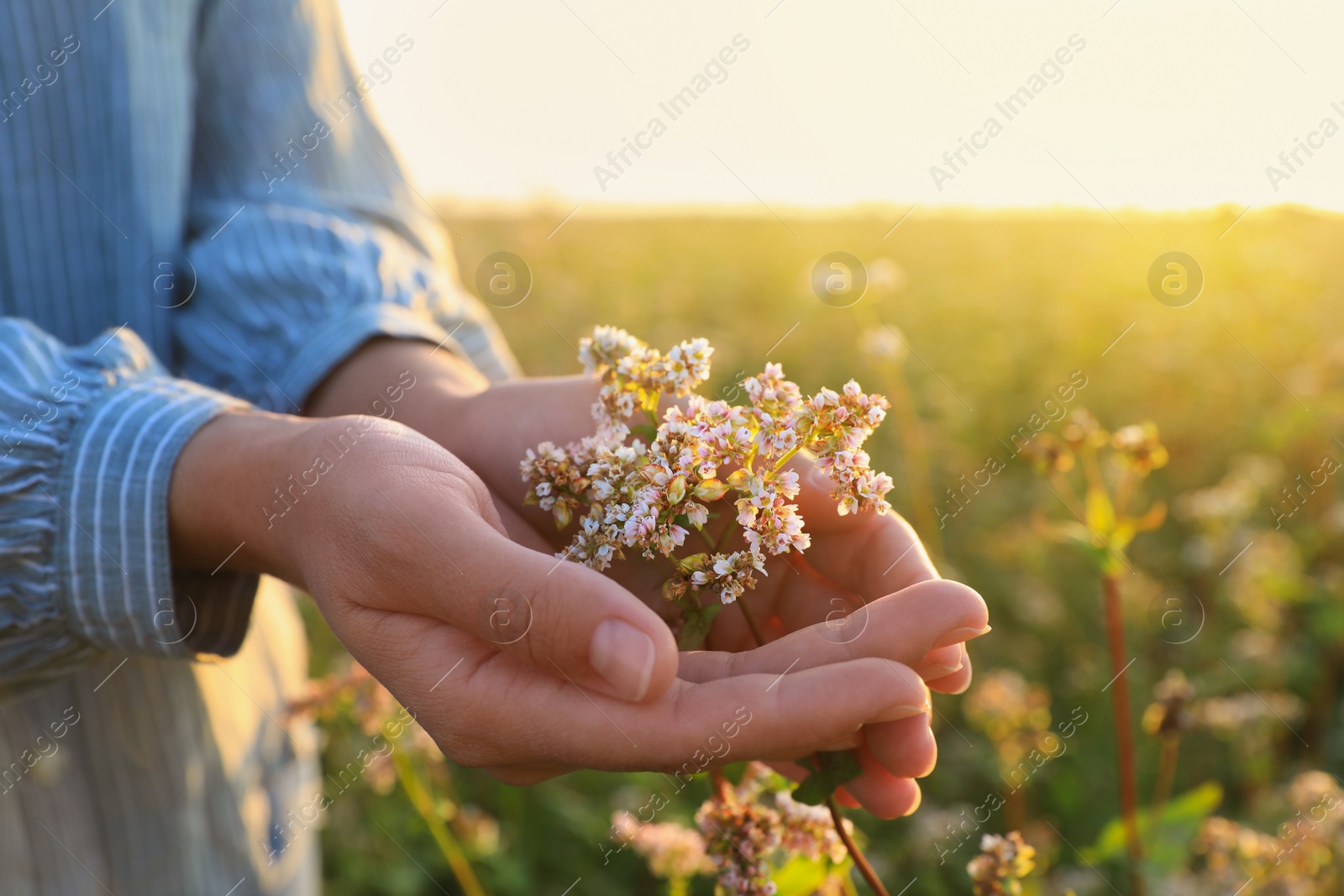 Photo of Woman in beautiful blossoming buckwheat field, closeup