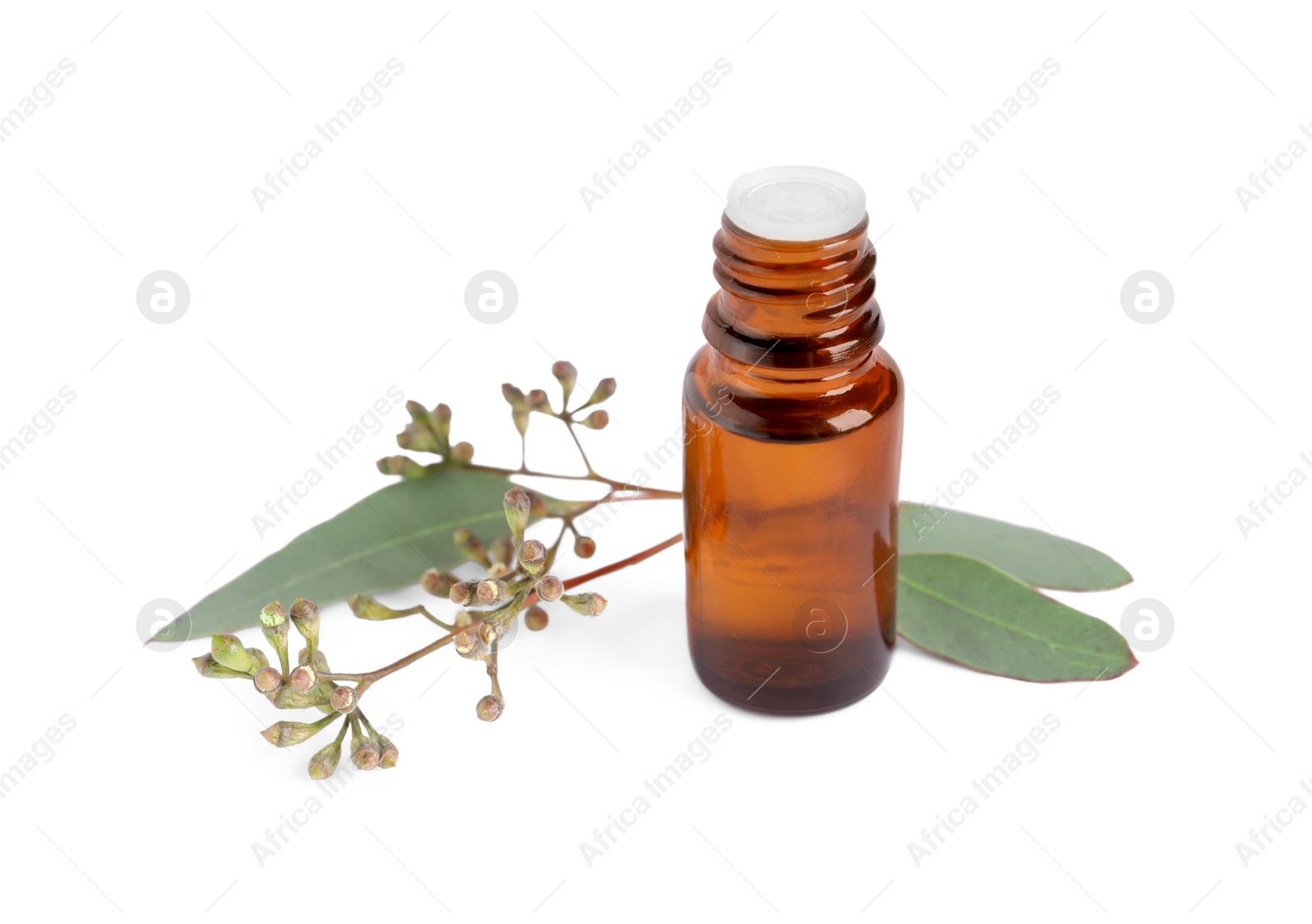 Photo of Bottle of eucalyptus essential oil and plant branch on white background