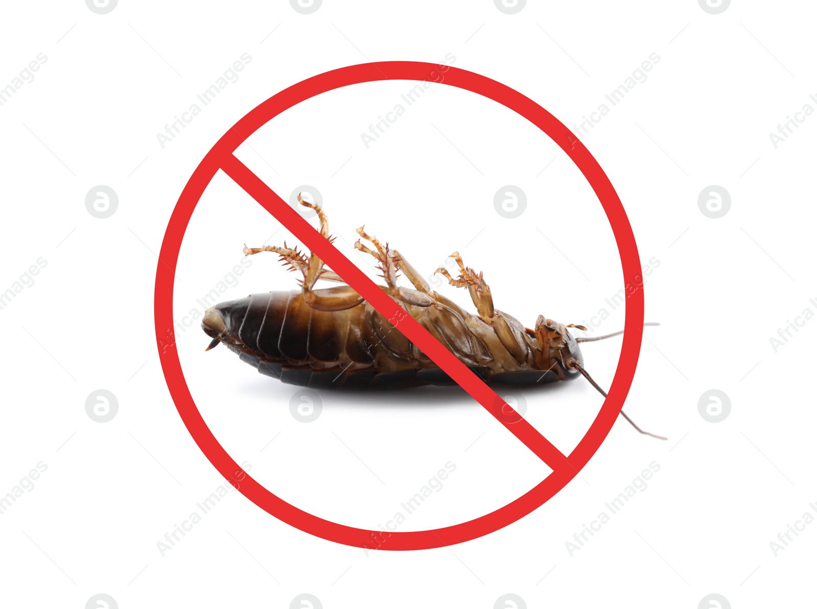 Image of Dead cockroach with red prohibition sign on white background. Pest control