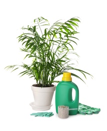 Photo of Beautiful house plant, different fertilizers and gloves on white background
