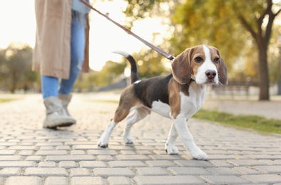 Photo of Woman walking her cute Beagle dog in park on sunny day