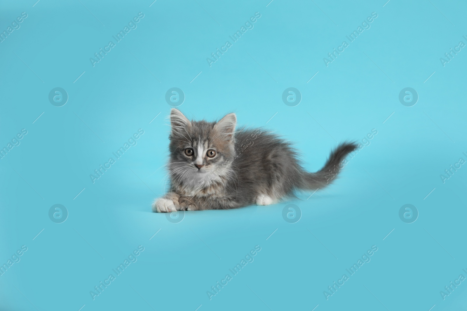 Photo of Cute fluffy kitten on light blue background