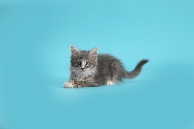 Cute fluffy kitten on light blue background