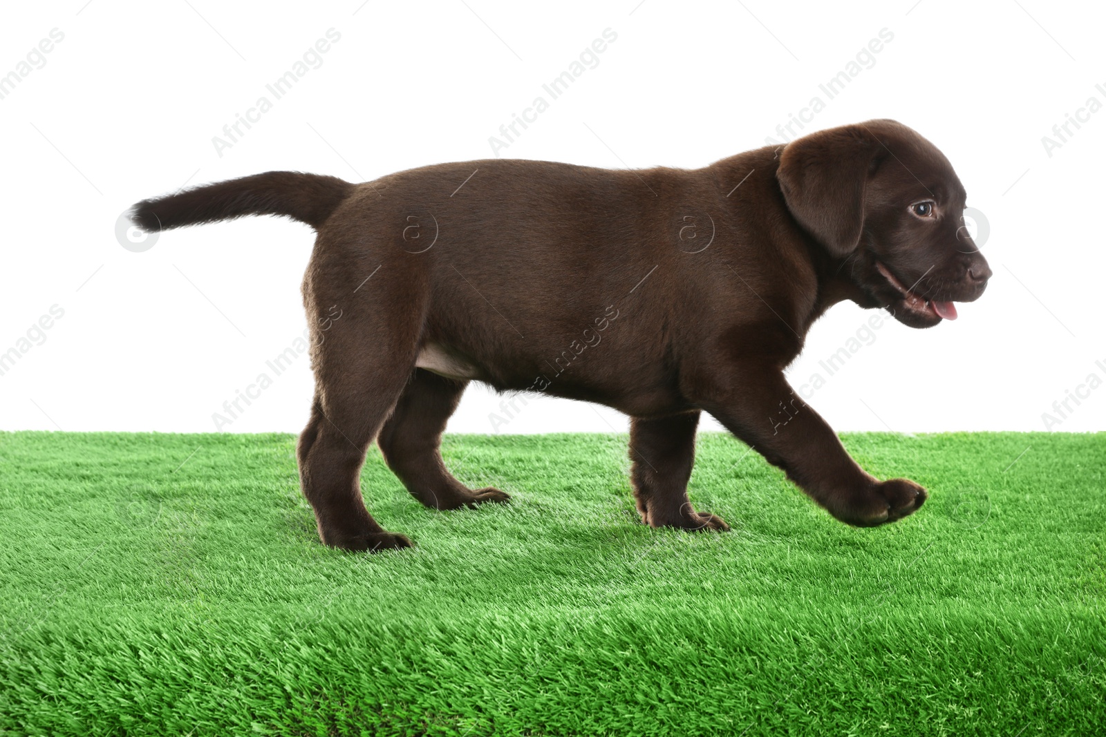 Photo of Chocolate Labrador Retriever puppy on green grass against white background