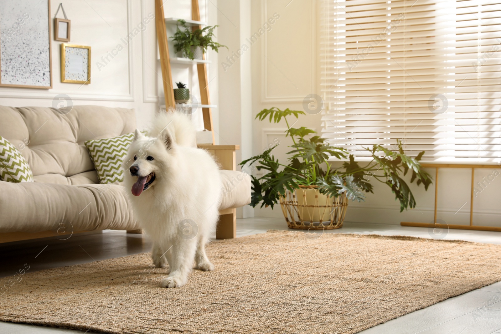 Photo of Adorable Samoyed dog in modern living room