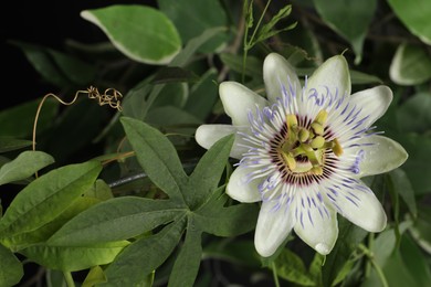 Photo of Beautiful Passiflora plant (passion fruit) with blossom, closeup. Space for text