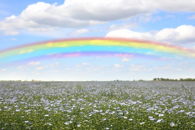 Image of Beautiful rainbow in blue sky over blooming field on sunny day