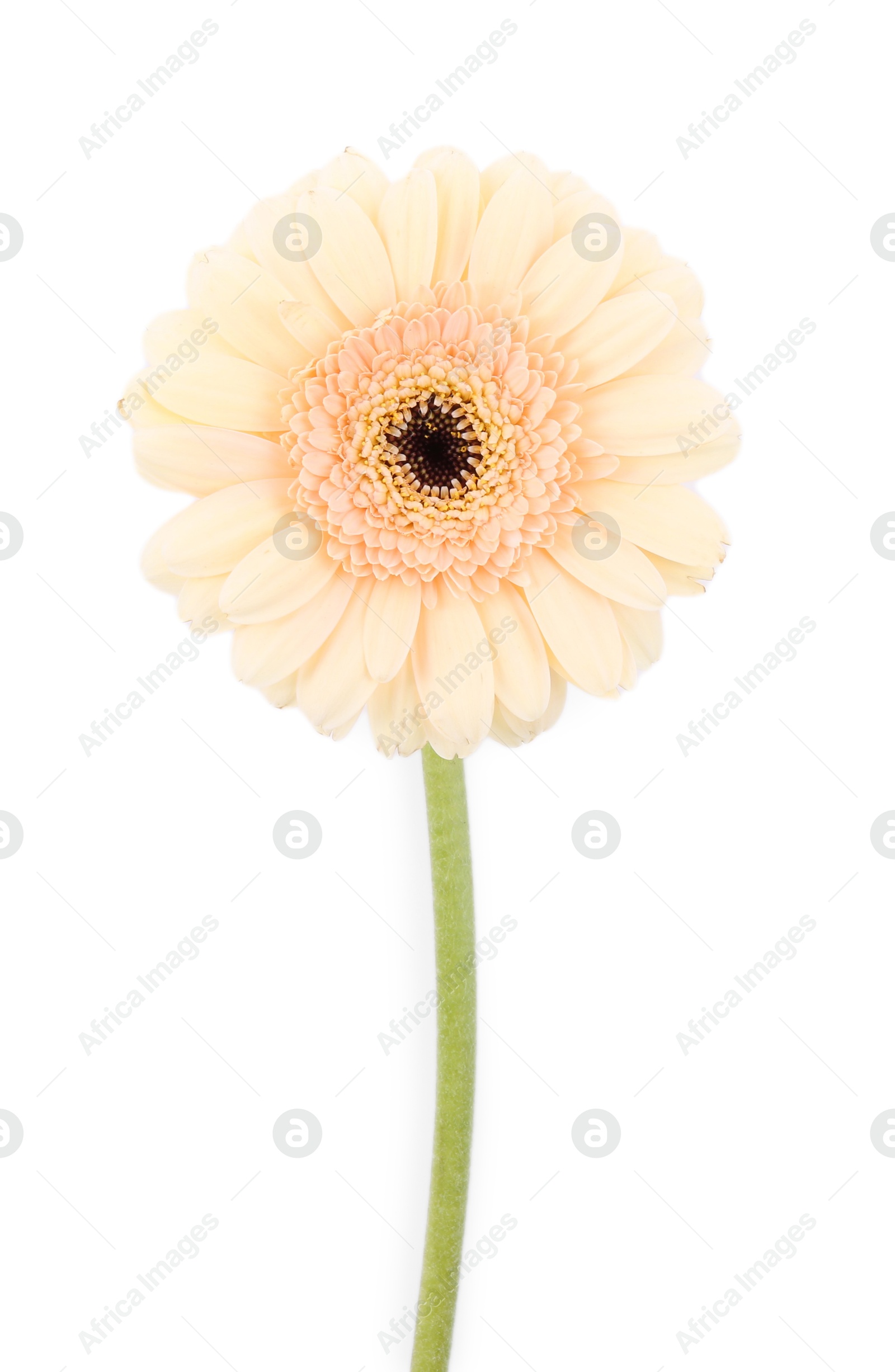 Photo of One beautiful tender gerbera flower isolated on white, top view