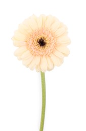 One beautiful tender gerbera flower isolated on white, top view