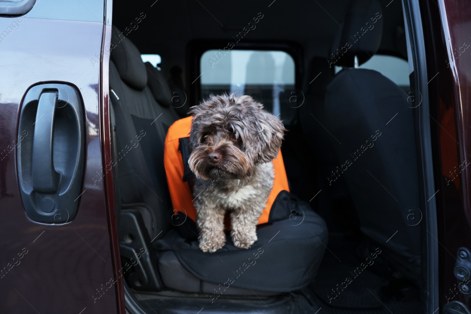 Photo of Cute dog in pet carrier travelling by car. Safe transportation