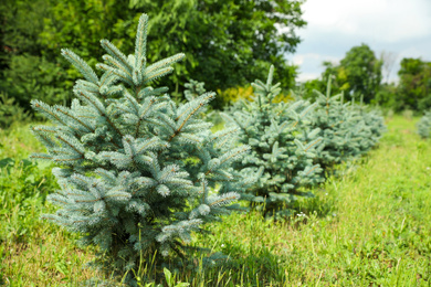 Photo of Young blue spruce tree growing outdoors. Planting and gardening