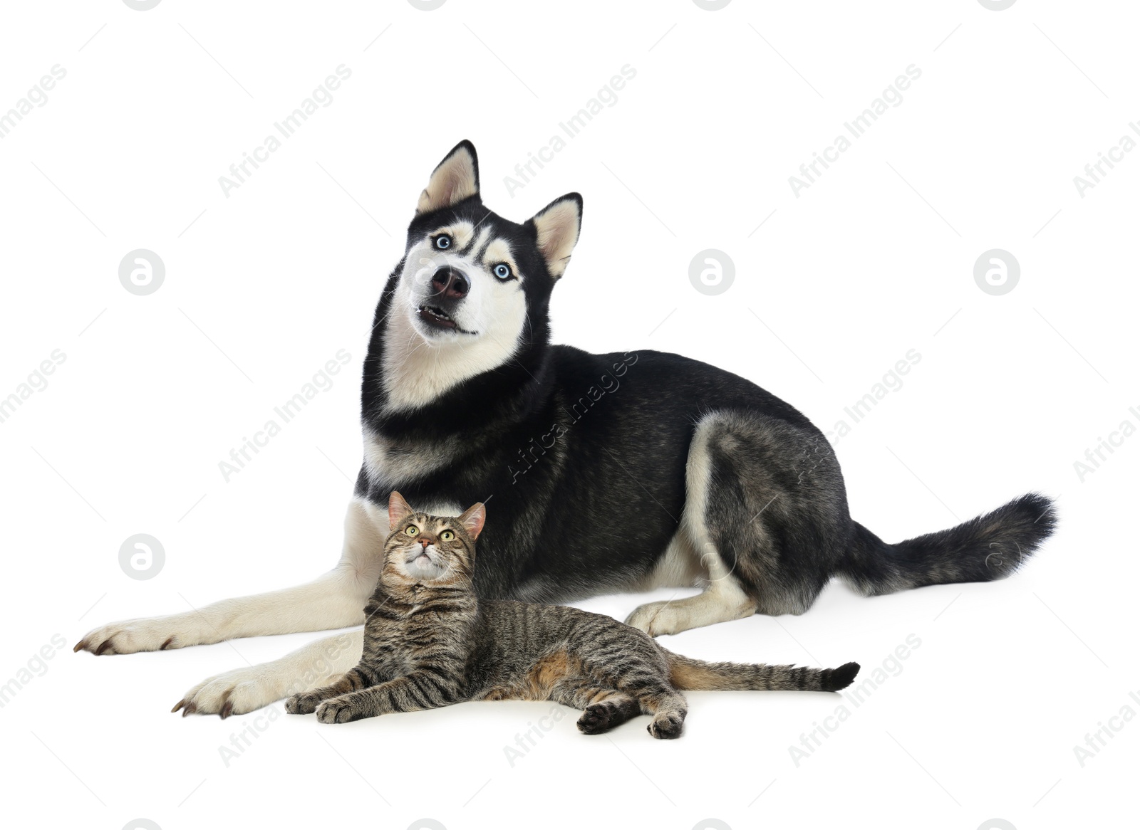 Image of Cute cat and dog on white background. Fluffy friends