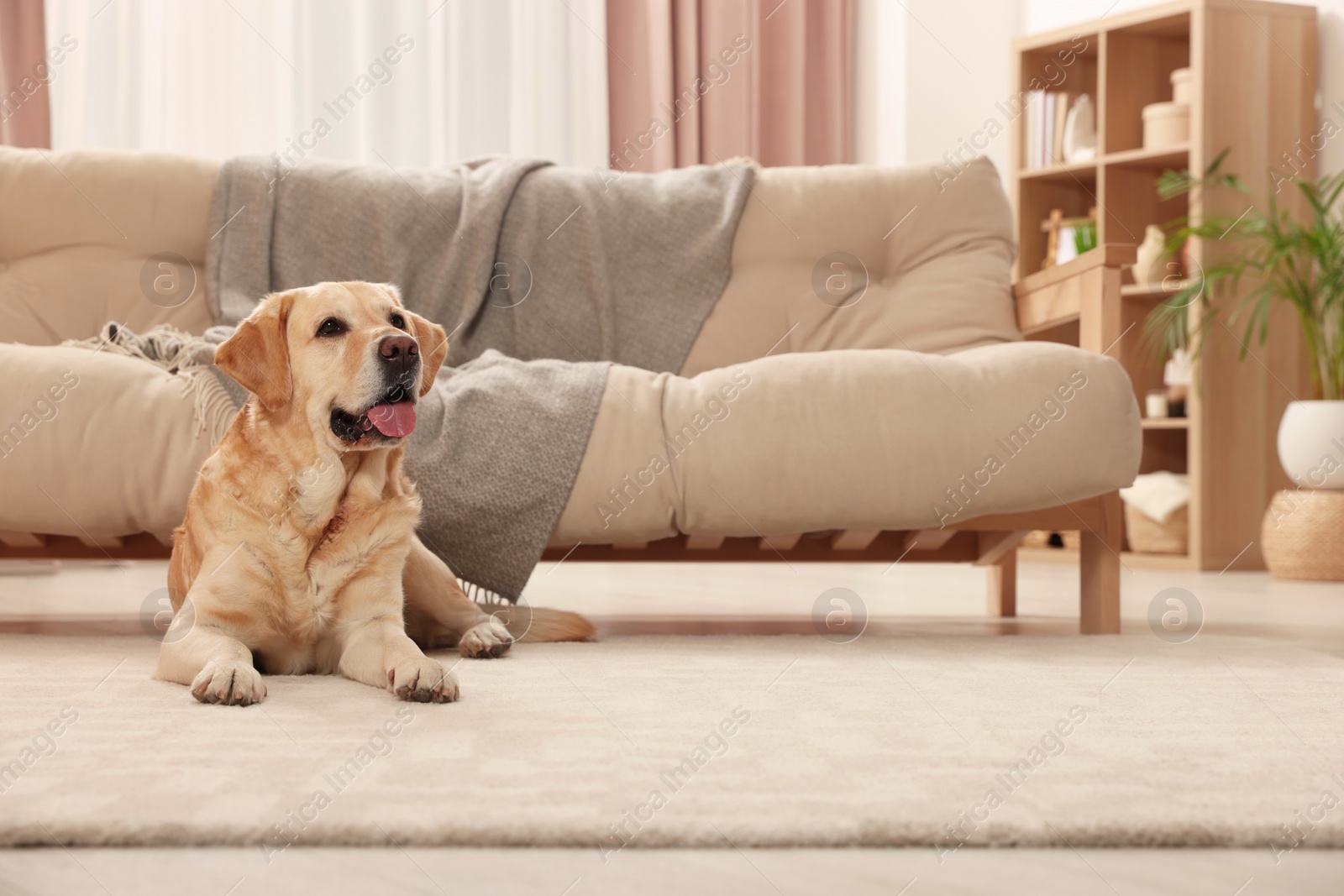 Photo of Modern living room interior. Cute Golden Labrador Retriever on floor