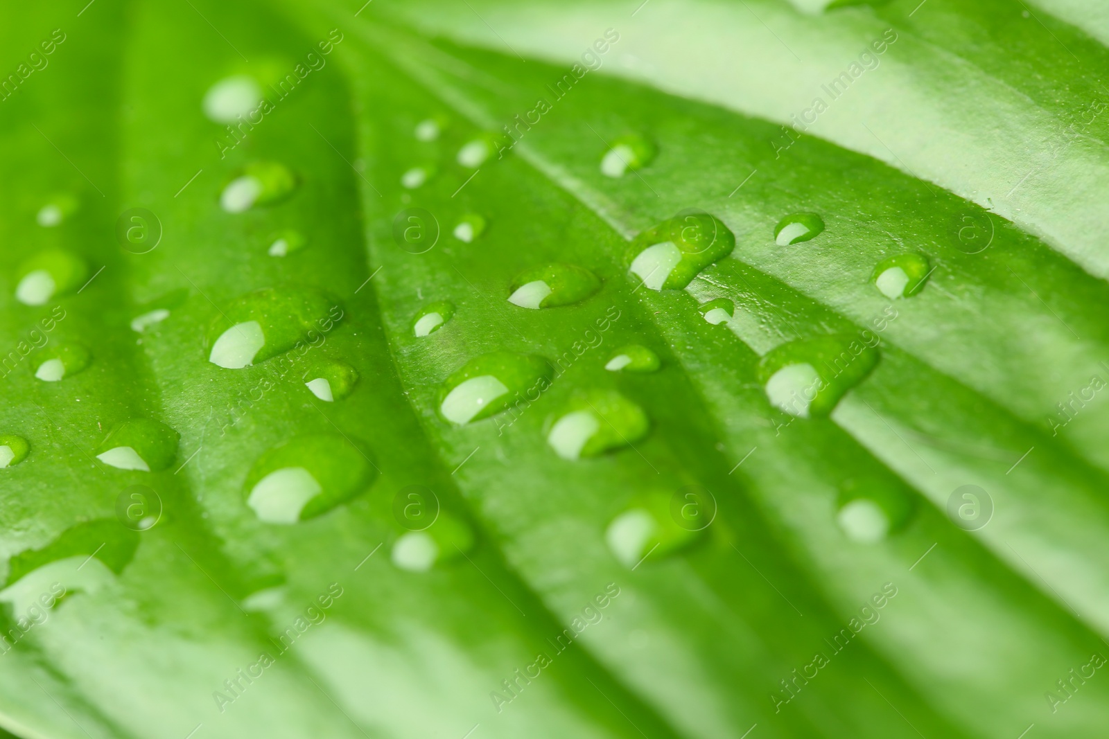 Photo of Macro view of water drops on green leaf