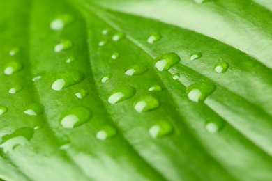 Photo of Macro view of water drops on green leaf