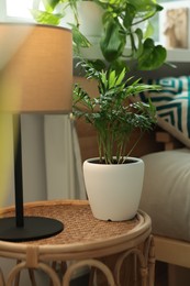 Photo of Chamaedorea palm in pot and lamp on table indoors. House plant