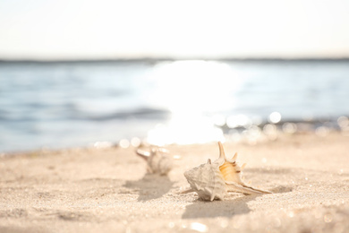 Photo of Beautiful sea shells on sandy beach. Space for text