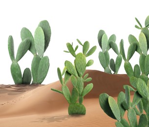 Image of Beautiful big cactuses growing in sand on white background