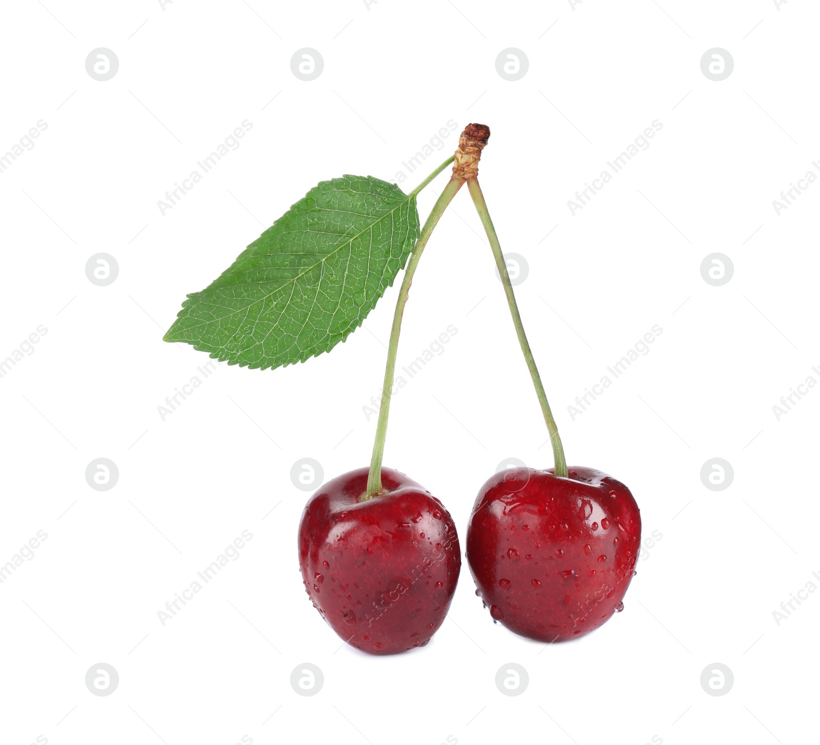 Photo of Wet ripe sweet cherries with leaf isolated on white